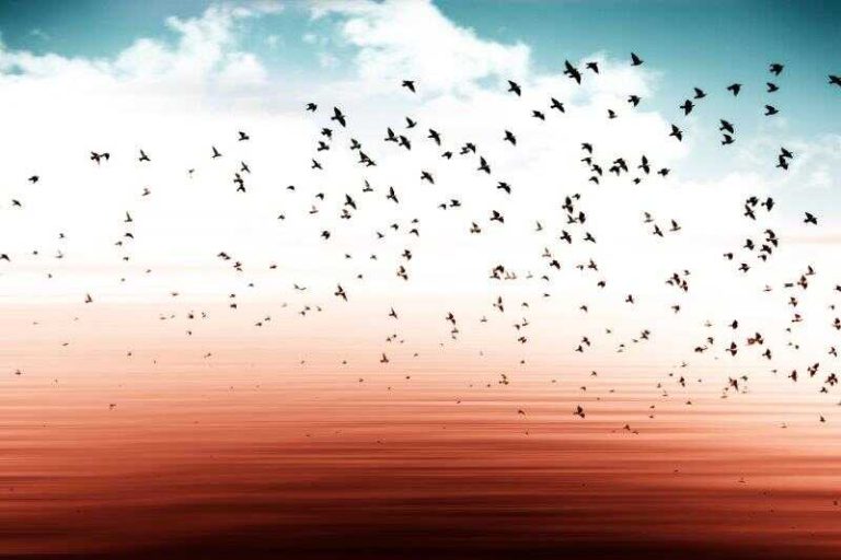 Waarom Vliegen Vogels?