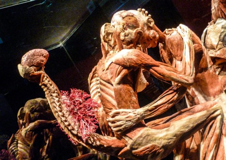 Nederlandse tentoonstelling ‘Body World’